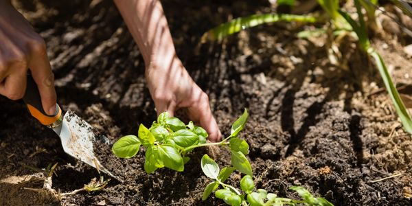 Person planting green basil seedlings in soil using a garden trowel.