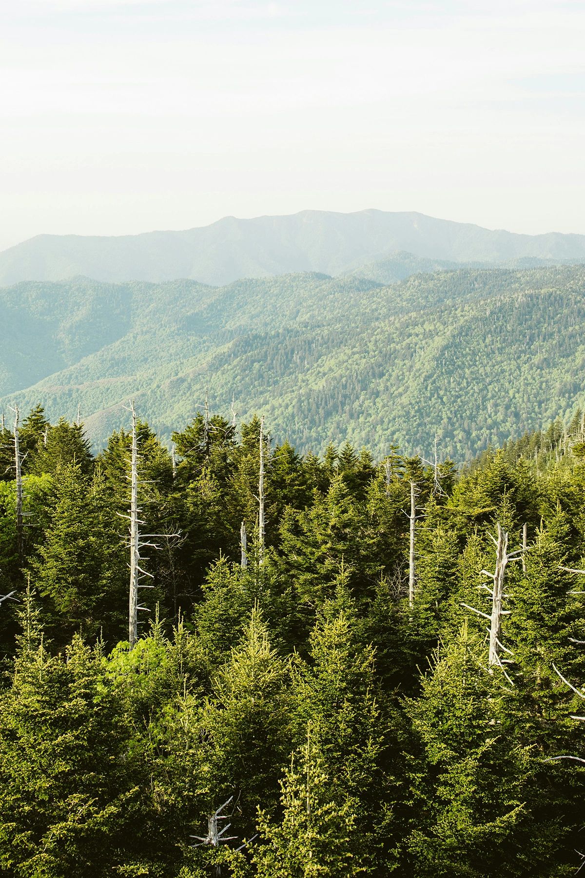 Experience the breathtaking views from Clingmans Dome, the highest peak in Great Smoky Mountains National Park. This must-visit destination offers unmatched panoramic scenery, stretching across Tennessee and North Carolina. Whether you're an avid hiker or just looking for a scenic drive, the Clingmans Dome Observation Tower provides an unforgettable lookout point. Visit during sunrise or sunset for the most magical views of the misty mountain ranges.