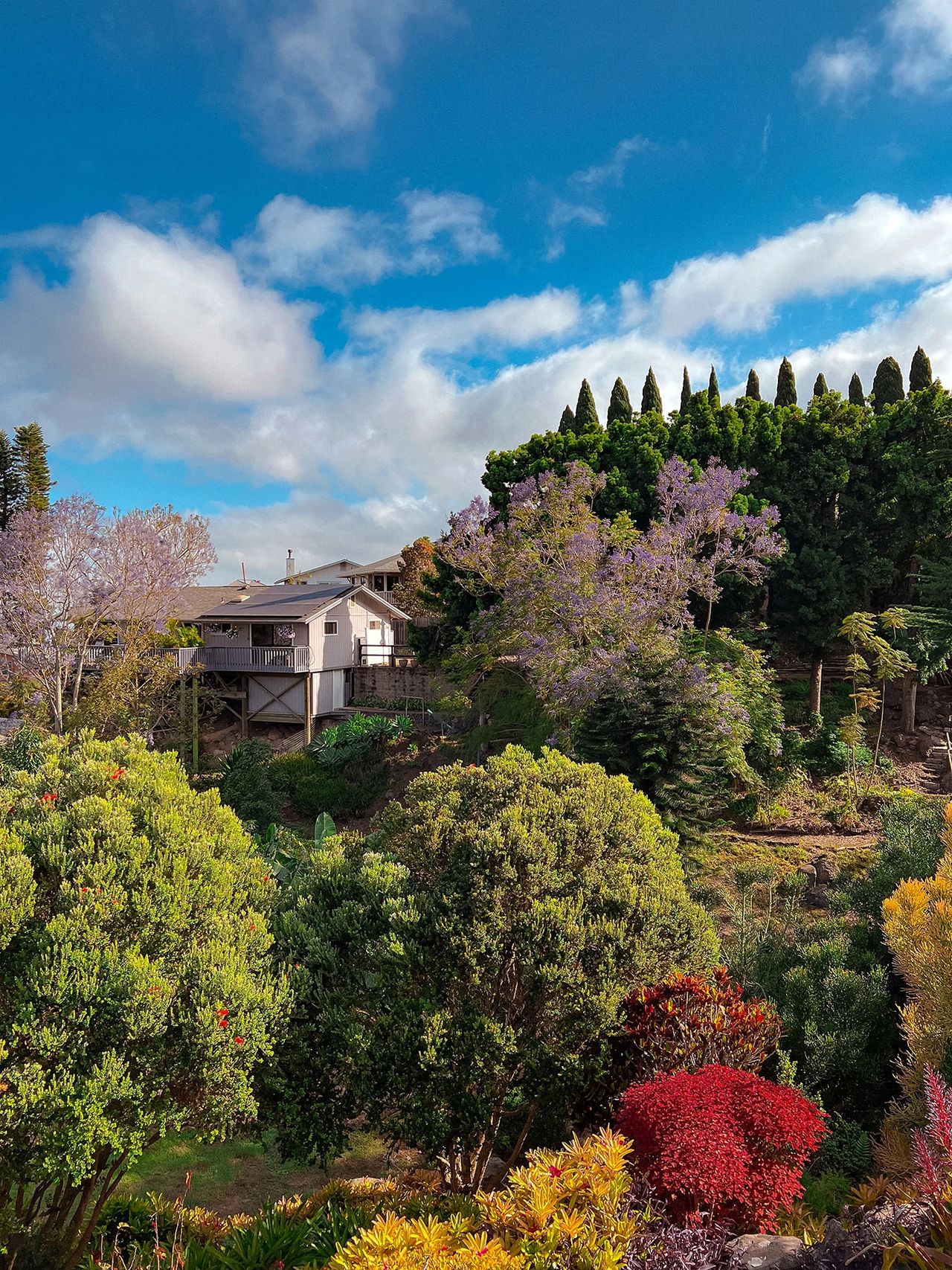 Lush hillside gardens with purple jacaranda trees, tropical plants, and mountain views at Kula Lodge in Upcountry Maui