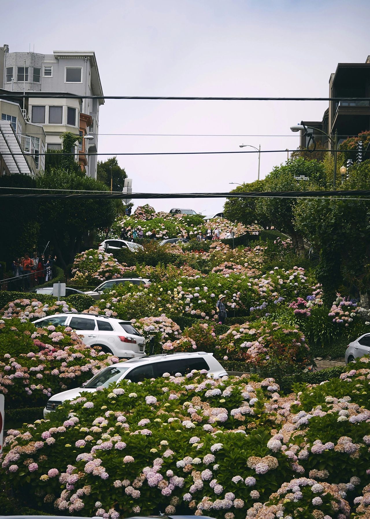 A vibrant view of Lombard Street in San Francisco, famously known as the “crookedest street in the world,” lined with colorful hydrangeas and winding curves. This iconic landmark is one of the city’s most photographed locations, attracting visitors with its steep, scenic drive and picturesque gardens, offering a quintessential San Francisco experience.
