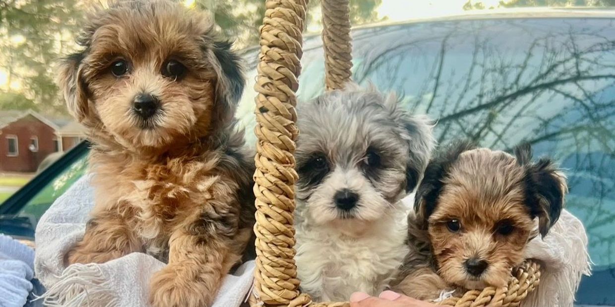 Three adorable small puppies sitting together in a woven basket.