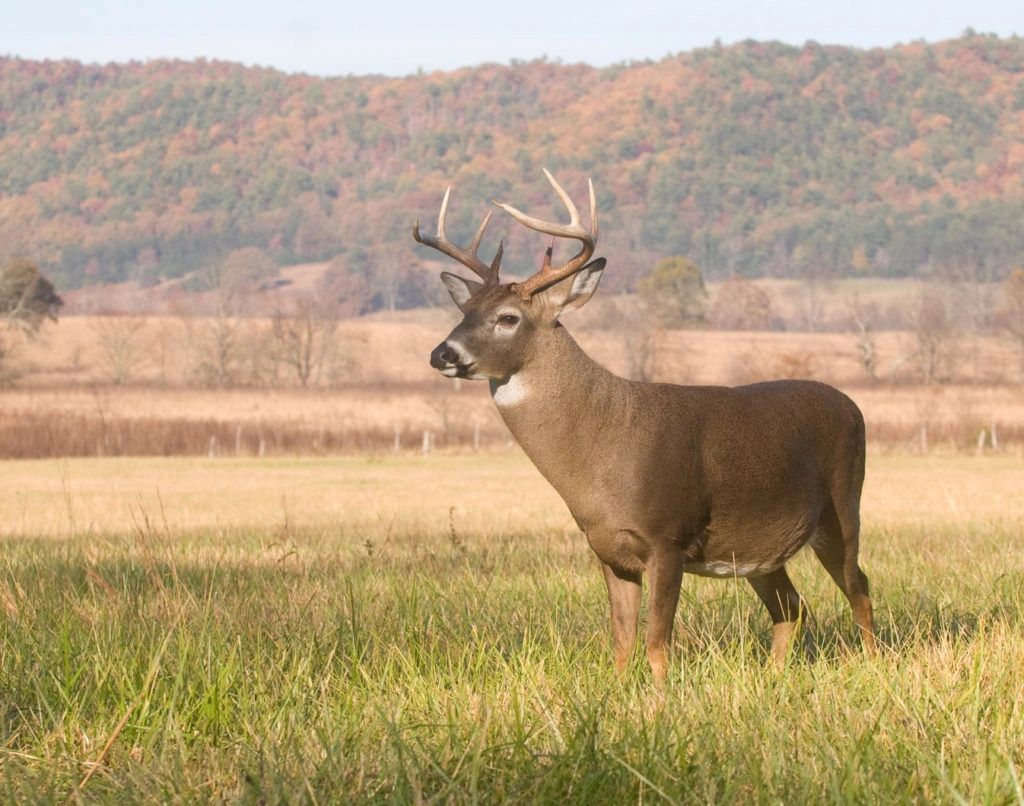 Hunting Whitetail Deer in Hays County, Texas A Guide