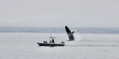 whale watching tour morro bay