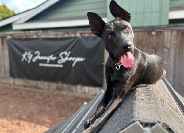 Black dog with ears perked up and tongue out, sitting on an agility ramp.