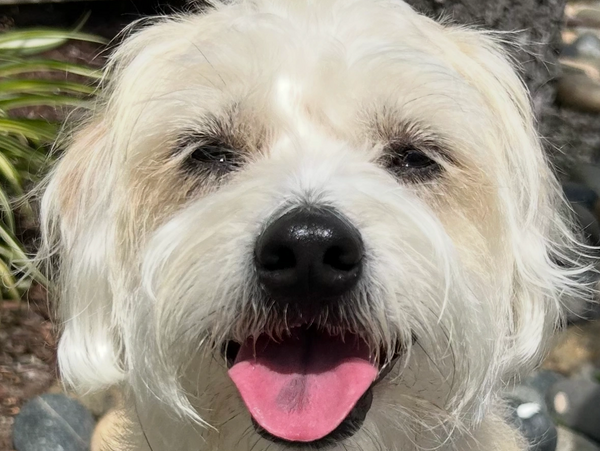 Close-up of a happy dog with tongue out and bright eyes.