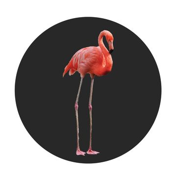 Pink Flamingo