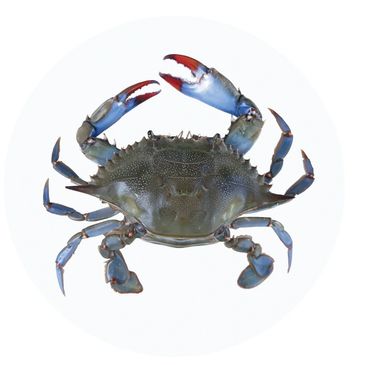 Blue  Crab