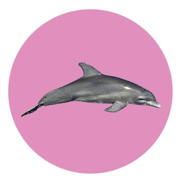 Dolphin