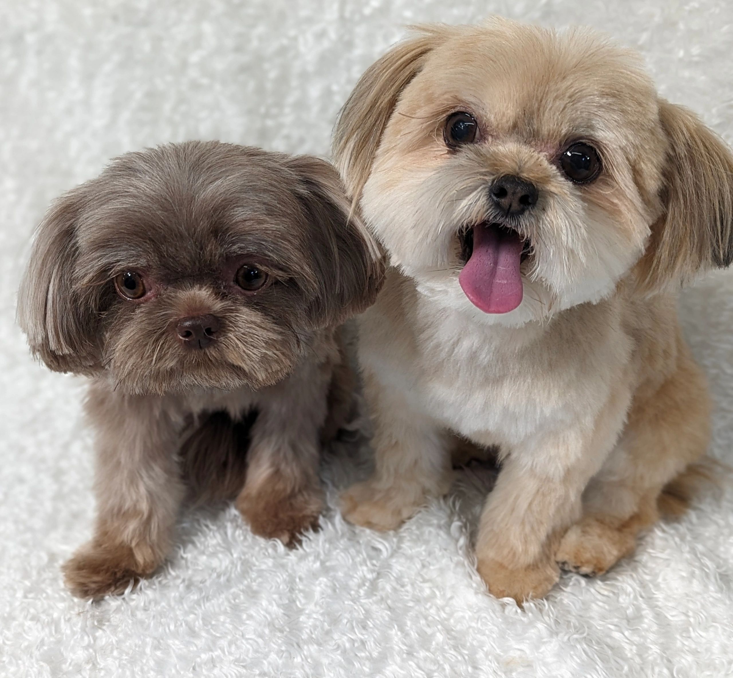 How to Choose the Best Mobile Dog Groomer in Your Area