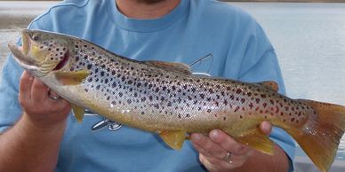 Brown Trout Fishing Guide Colorado Fishing Guide Fishing Guide Service Northern Colorado Fishing