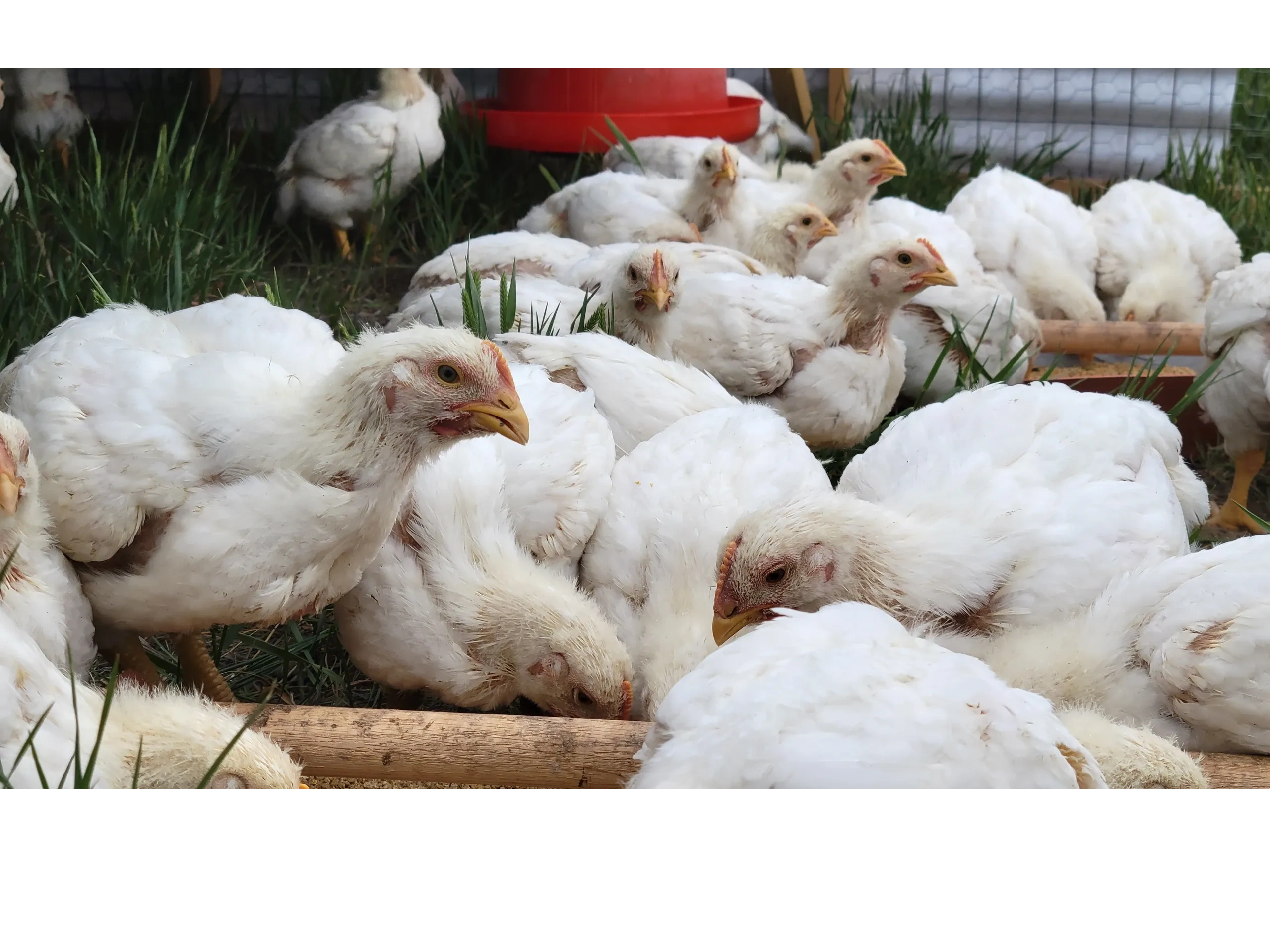 Chickenobs Social Media Link