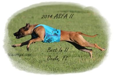 Lure Coursing…What's It All About? - Dog Sports Central