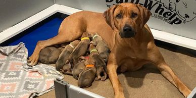 Fia and Flynn litter. Zanata Rhodesian Ridgebacks, rhodesian ridgeback breeder dallas texas
