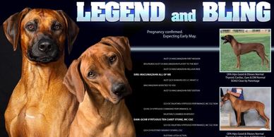 Rhodesian Ridgebacks Texas litters, Rhodesian ridgeback puppies, Rhodesian Ridgeback breeder, Dallas