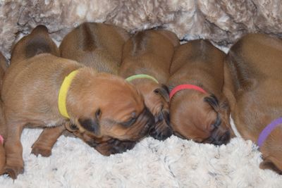 Rhodesian Ridgeback Puppies, Rhodesian Ridgeback Breeder, Rhodesian Ridgeback, Zanata Rhodesian