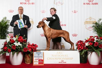 Vyrtuous Rhodesian Ridgebacks, DFW Rhodesian Ridgeback Breeder, Ridgeback Puppies, Heatherstone