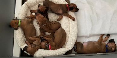 Rhodesian Ridgebacks Texas litters, Rhodesian ridgeback puppies, Rhodesian Ridgeback breeder, Dallas