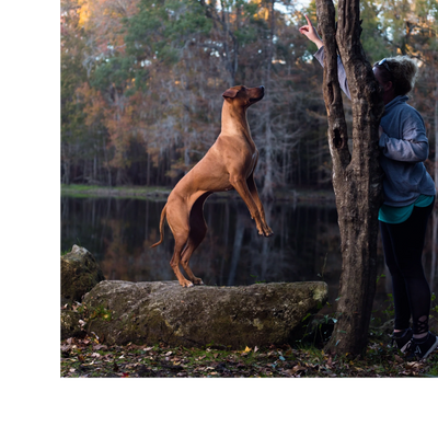 An example of Rhodesian Ridgebacks from a breeder in Dallas, TX