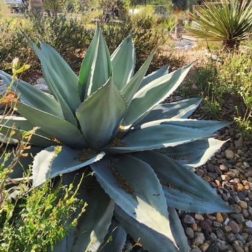drought tolerant landscape design by texas desertscape