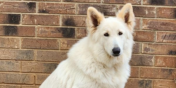 White fluffy dog sitting against a brick wall.