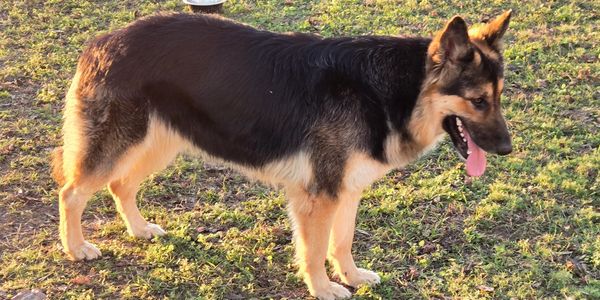A German Shepherd dog standing on grass with its tongue out.