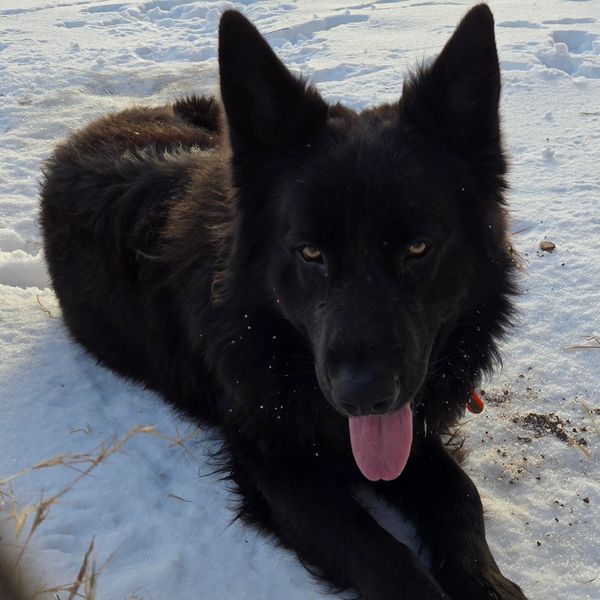 Black dog lying on snow with tongue out, looking at the camera.