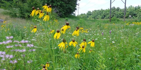 Pollinators for quail and habitat