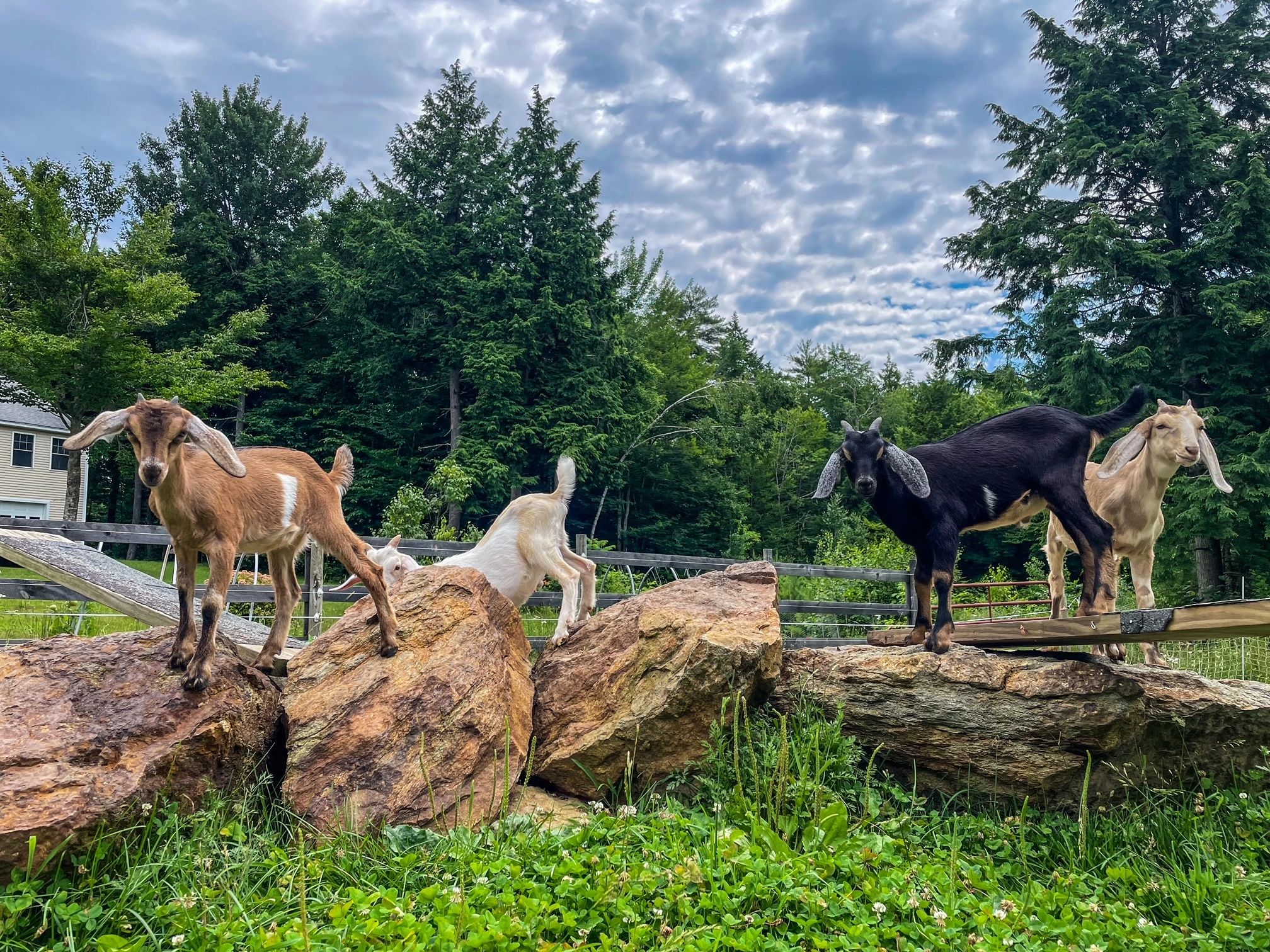 Maple Pond Farm - Home