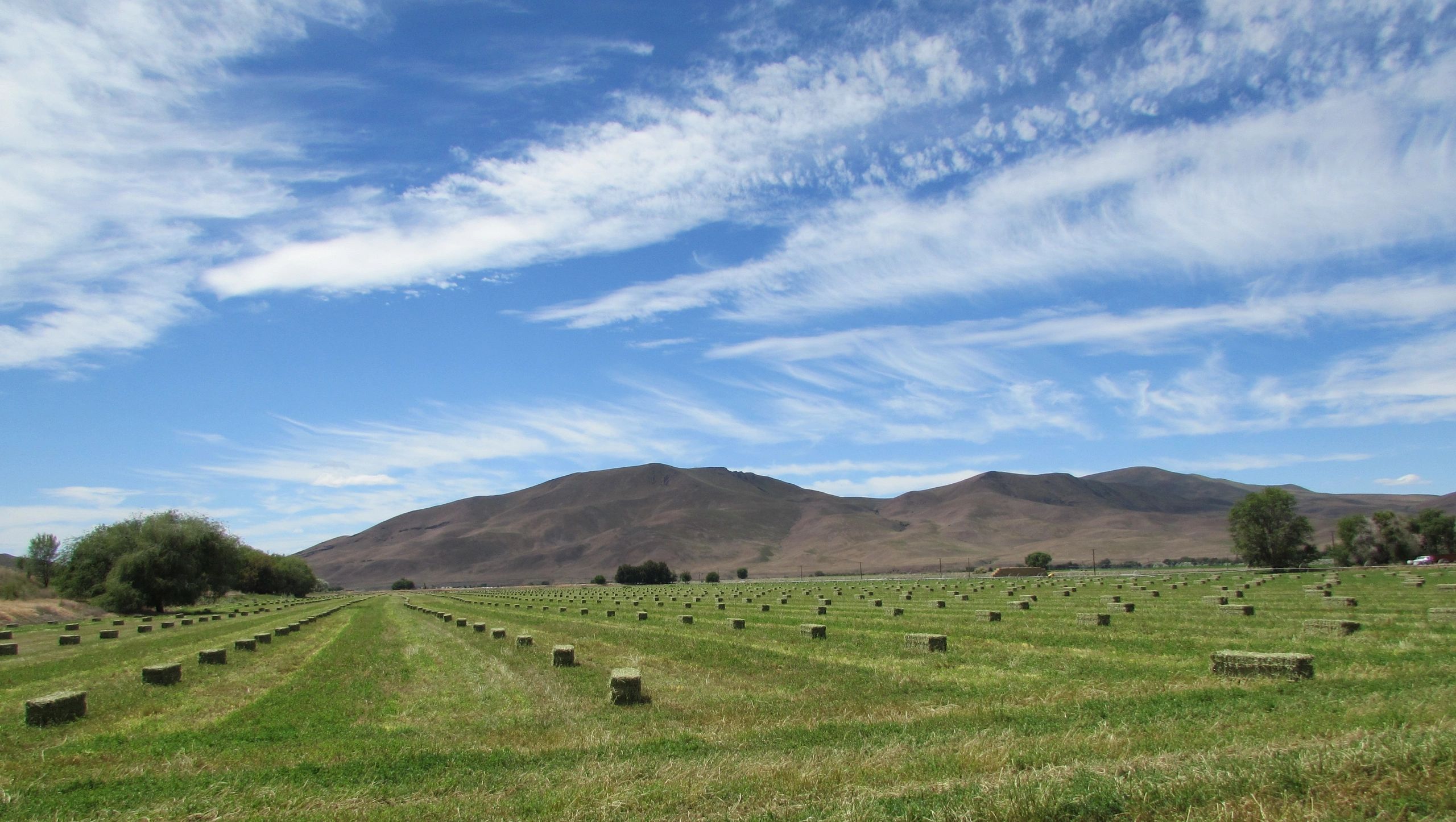 Bumper crop of 1st cutting hay from this field that planted late summer of 2020.