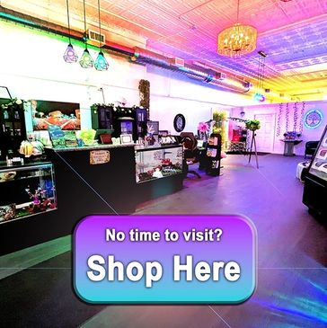 Interior picture of the Hidden Shire Essentials shop. 