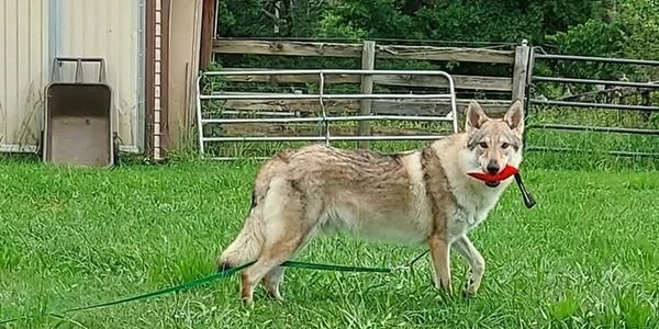 A dog holding a red toy in its mouth on grass.