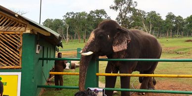 Mudumalai Elephant camp ticket can be bough online or from ticket counter.