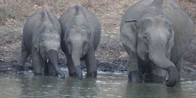 Mudumalai Elephant Camp located in Theppakadu