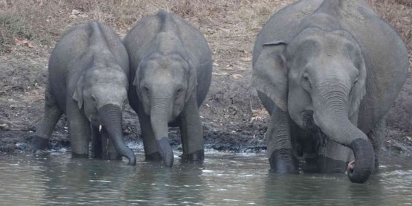 Mudumalai wildlife