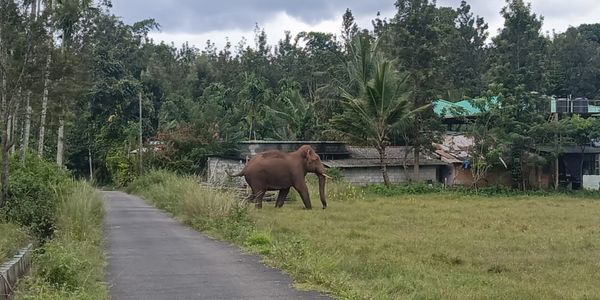 Mudumalai Jungle Resorts - Elephants walking