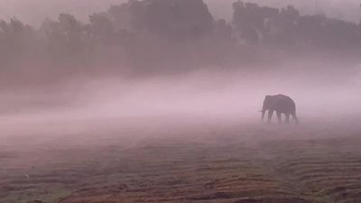 Elephants near Greenwoods Nature Camp