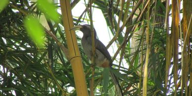 Birds in Mudumalai Tiger Reserve