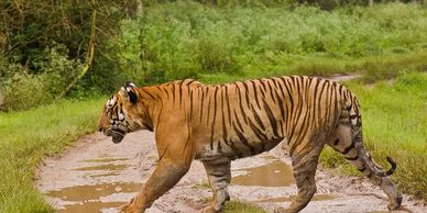 Tiger in Mudumalai National Park