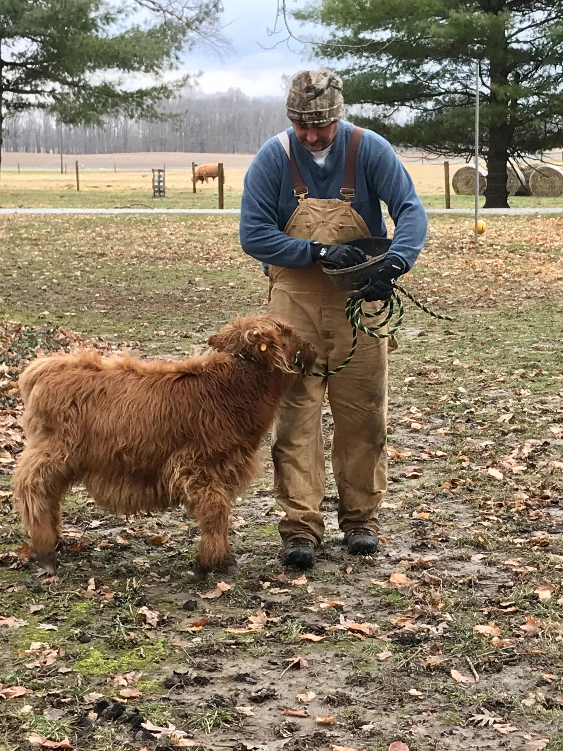 Miniature Highlands - Why and Why Not! — Koolah Creek Highland Cattle