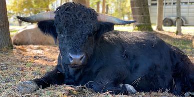 Miniature Highlands - Why and Why Not! — Koolah Creek Highland Cattle