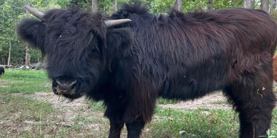 Miniature Highlands - Why and Why Not! — Koolah Creek Highland Cattle