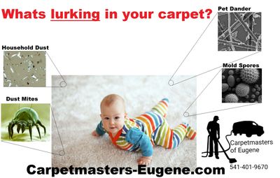 Whats lurking in your carpet? Carpet steam cleaning eugene oregon

carpet cleaning eugene


