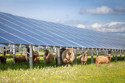 Solar panels as shade for livestock grazing
