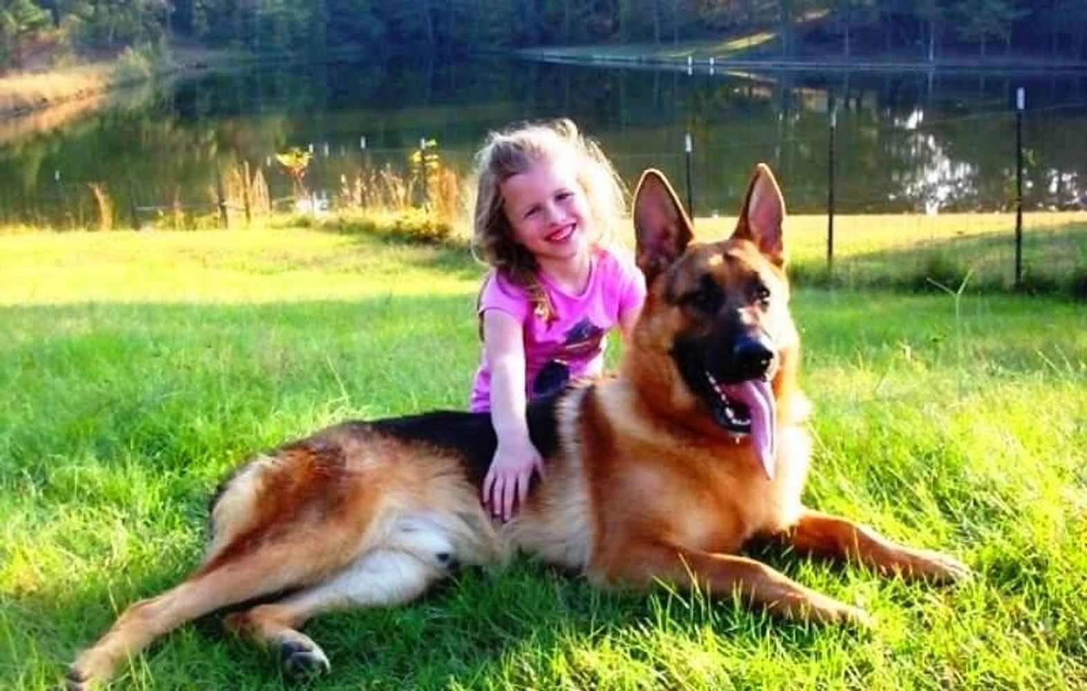 German Shepherd Puppies German Shepherd Puppies For Sale