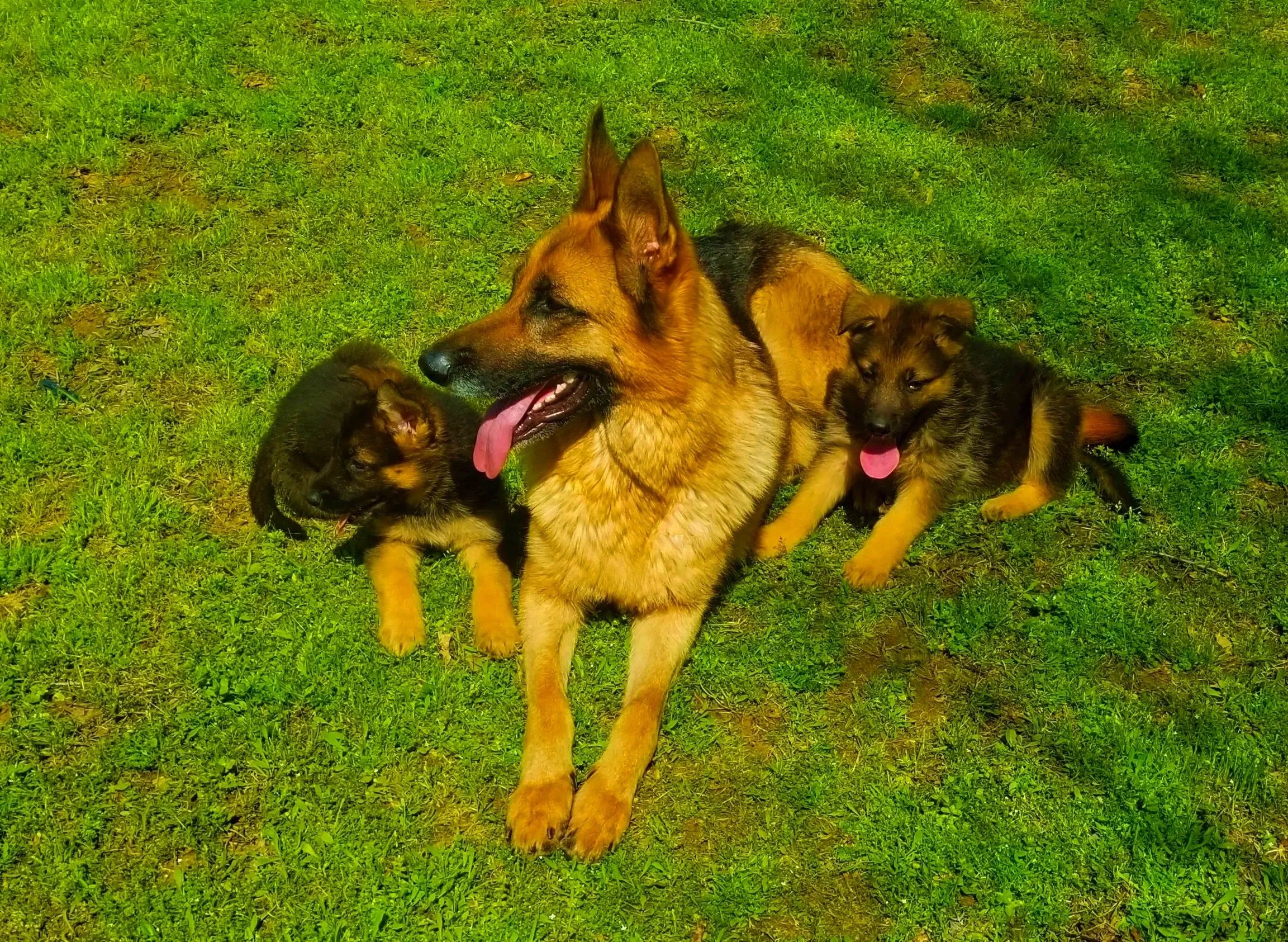German shepherd dog with two puppies resting on green grass.