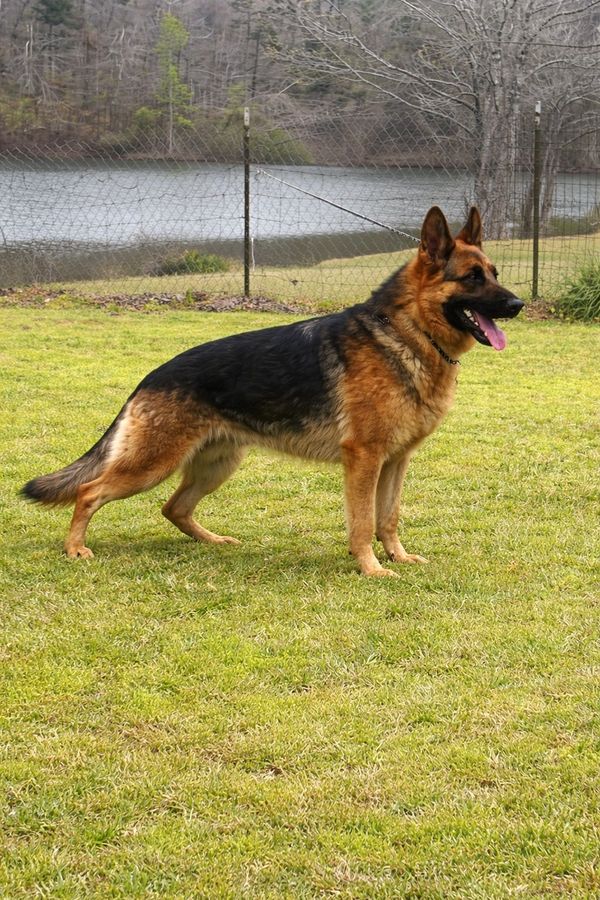 German Shepherd dog standing on grass.