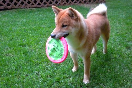 I can fetch when I feel like it!
