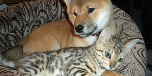 I feel comfy with my feline friend.