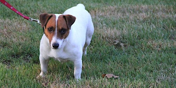 Shorty Jack Russell Terrier