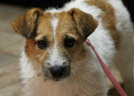 Rough Coat Jack Russell Terrier